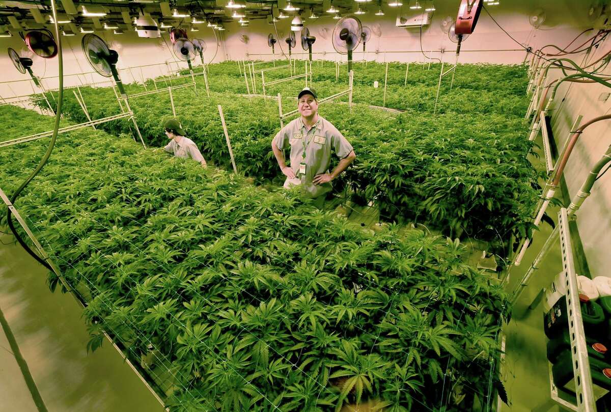 Advanced Grow Labs CEO David Lipton, right, stands high in a flower room that was modified to grow more marijuana plants by using rolling bench tables to better utilize the square footage of the room. Tyler McKinley, an AGL production team member, left, opens up the canopy to allow more light to hit the plant. AGL is located in West Haven.