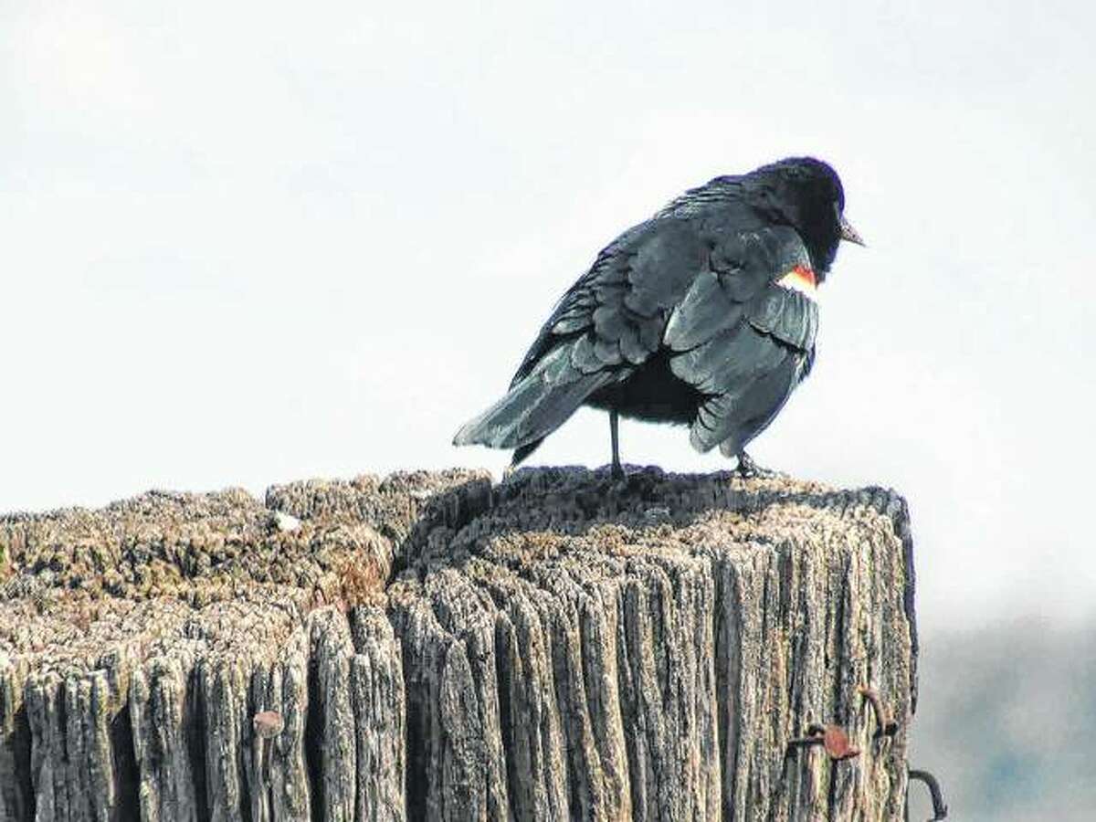 A red-winged blackbird pauses on a post in Scottville.
