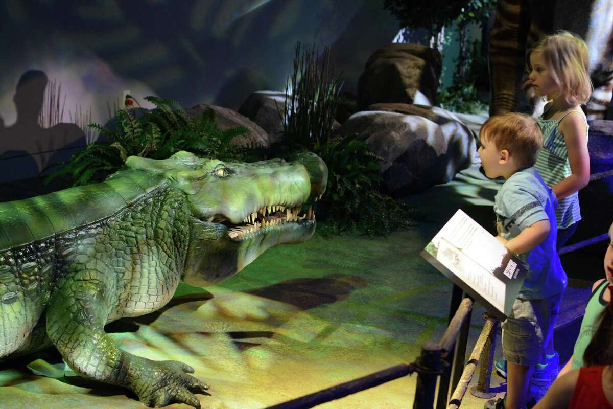 An animatronic Deltasuchus motherali is part of “Predators vs. Prey: Dinosaurs on the Land Before Texas,” the big summer exhibit at the Witte Museum. The crocodile was named by Thomas Adams, the museums curator of paleontology and geology, who was the lead author of a paper about the find.