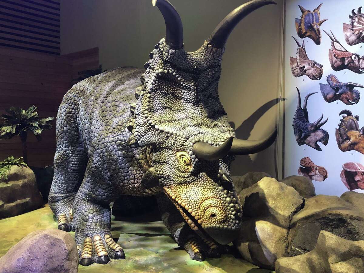 An animatronic Diabloceratops is among the creatures spotlighted in “Predators vs. Prey: Dinosaurs on the Land Before Texas,” the big summer show at the Witte Museum. The “diablo” in the name refers to the dinosaur's curving horns.