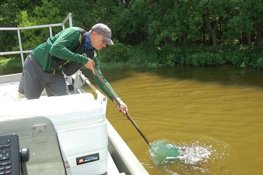 Lake Conroe restocked with 109,000 fingerling largemouth bass - The Courier