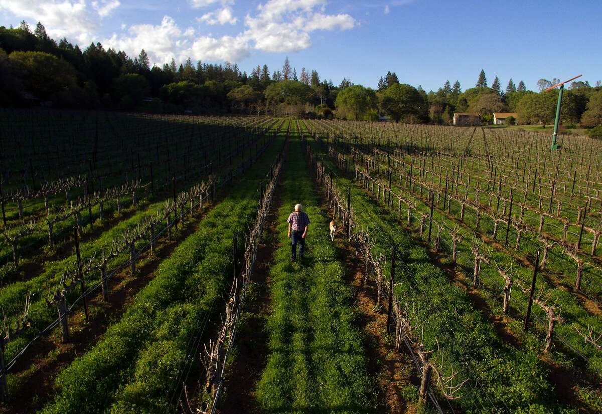 Randy Dunn with his dog, Dominga at his vineyard in Napa, Calif., on Monday, April 2, 2018. There is growing debate in Napa over vineyard development, centered around an upcoming ballot initiative in which voters will decide whether to limit further vineyard plantings in the agricultural watershed, especially where there are forests. Dunn owns Dunn Vineyards on Howell Mountain, and also purchased a major nature preserve nearby called Wildlake, which he has donated to the Land Trust. He is in favor of the ballot initiative and strongly opposes further deforestation.