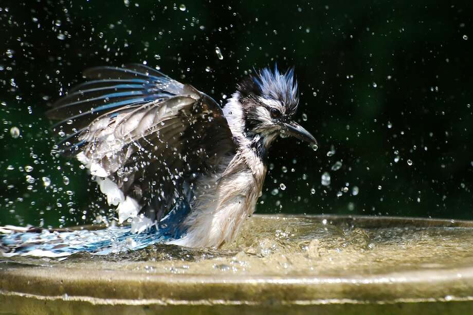 Birdbaths offer cool dip and sip in summer heat Houston Chronicle