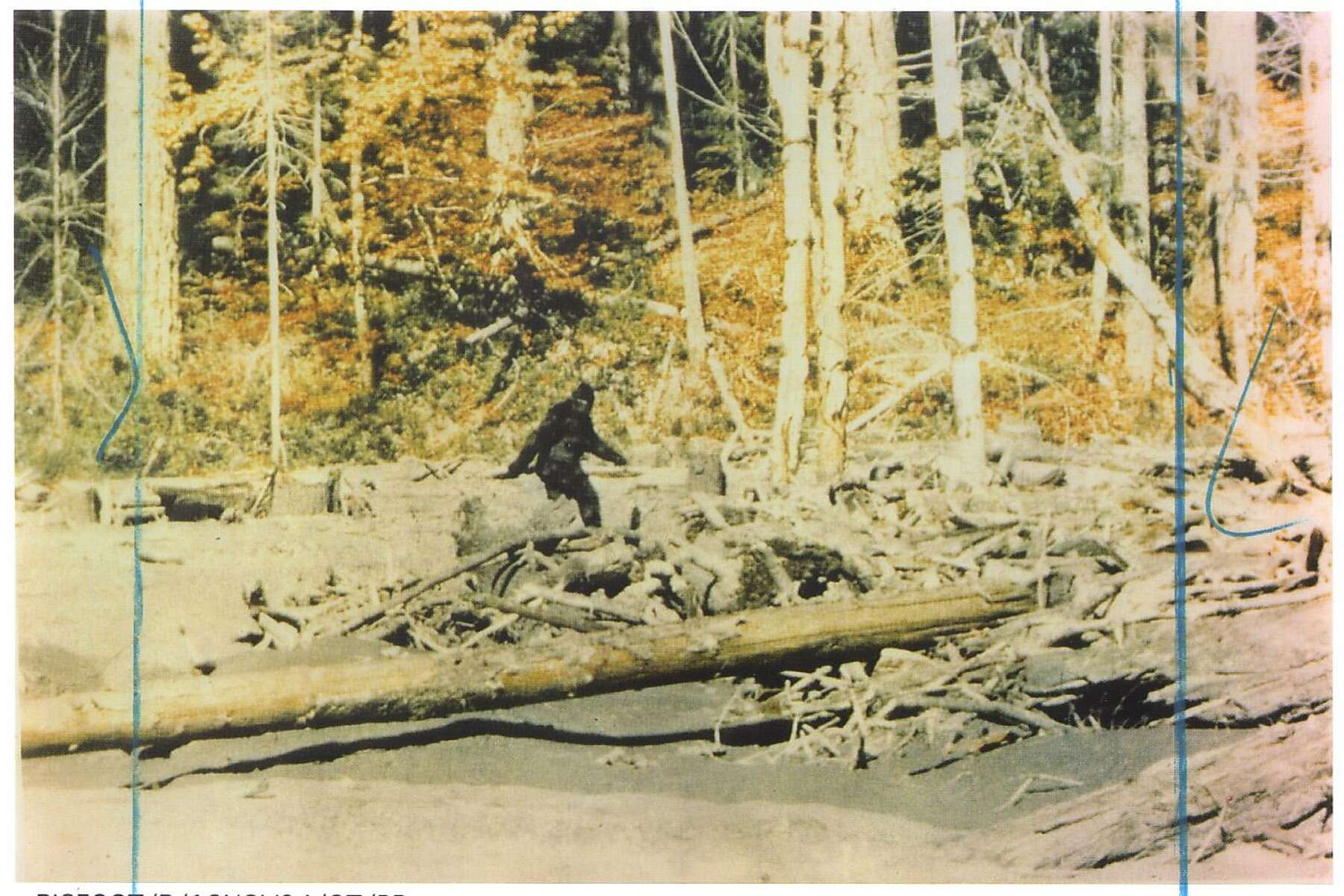 Gone 'squatchin': How to hunt for Bigfoot