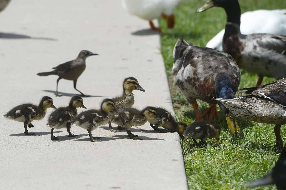Photos Adorable ducklings splash around Event Centre pond