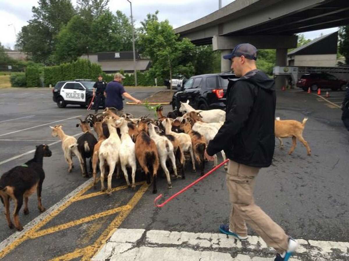 A herd of about 50 goats got loose at the Lynnwood Transit Center Sunday evening during their vegetation control gig. Lynnwood police officers corralled and accounted for all of them in about 45 minutes.