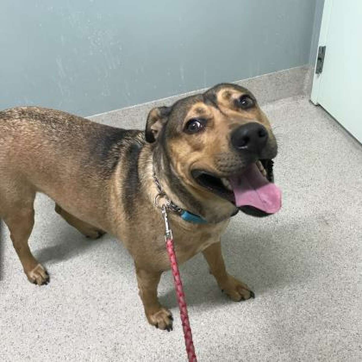 Photos Adoptable pets at the Mohawk Hudson Humane Society