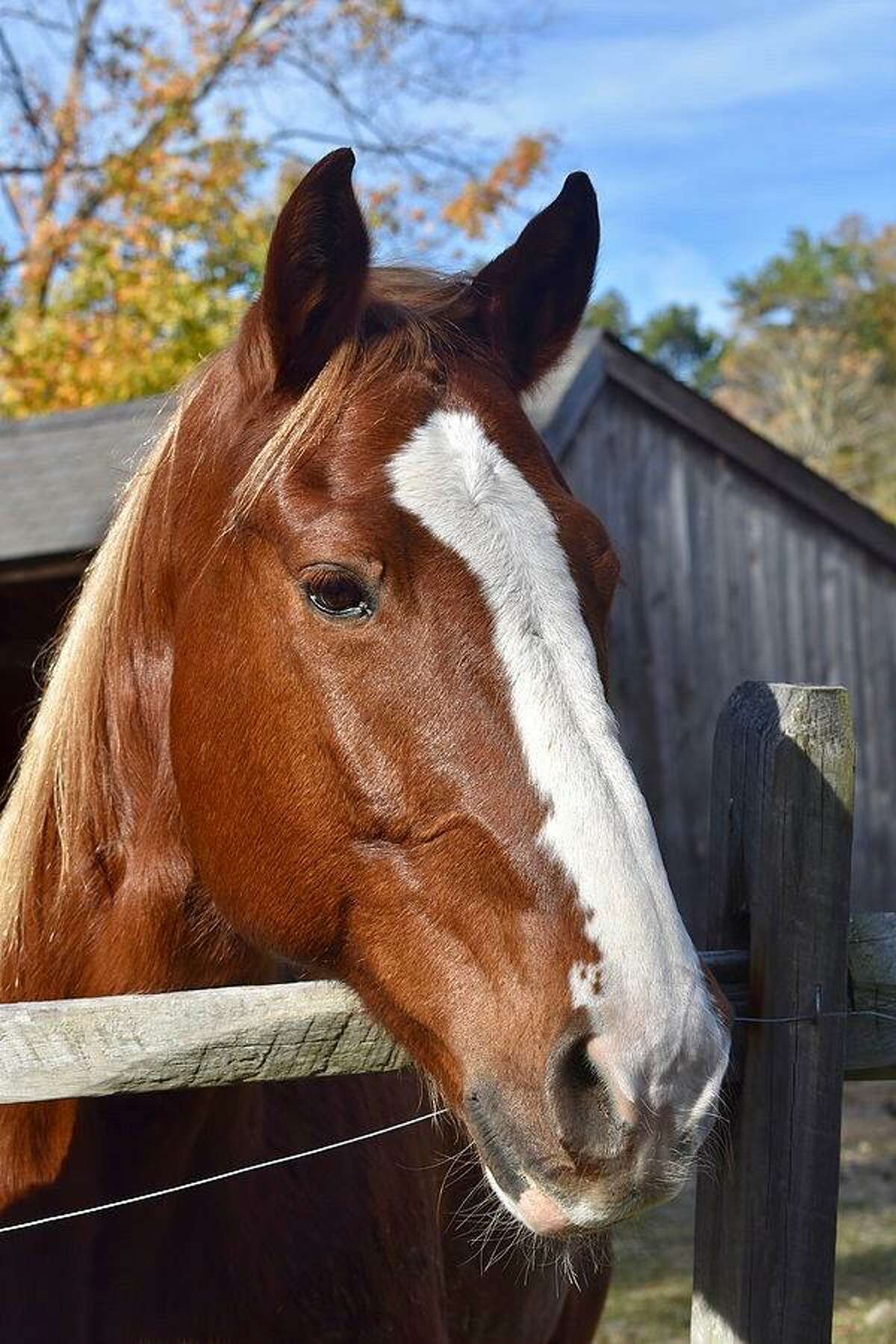 H.O.R.S.E. of CT on Wilbur Road in Washington, with its horses including Zeus, is taking part in Open House Day 2018.