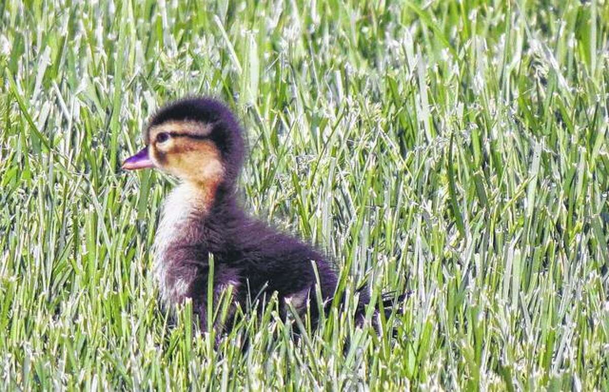 A baby wood duck wanders through a yard in Morgan County.