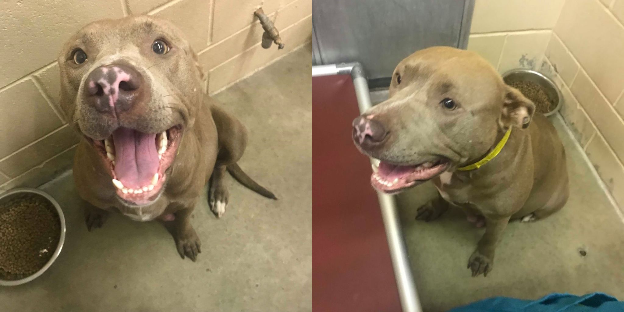 A Pit Bull Was Euthanized In A Texas Panhandle Animal Shelter After