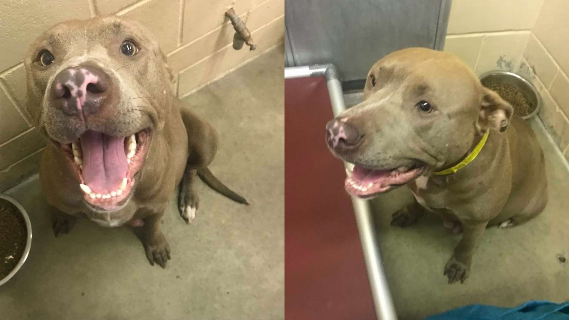 A pit bull was euthanized in a Texas panhandle animal shelter after giving  birth, causing outrage