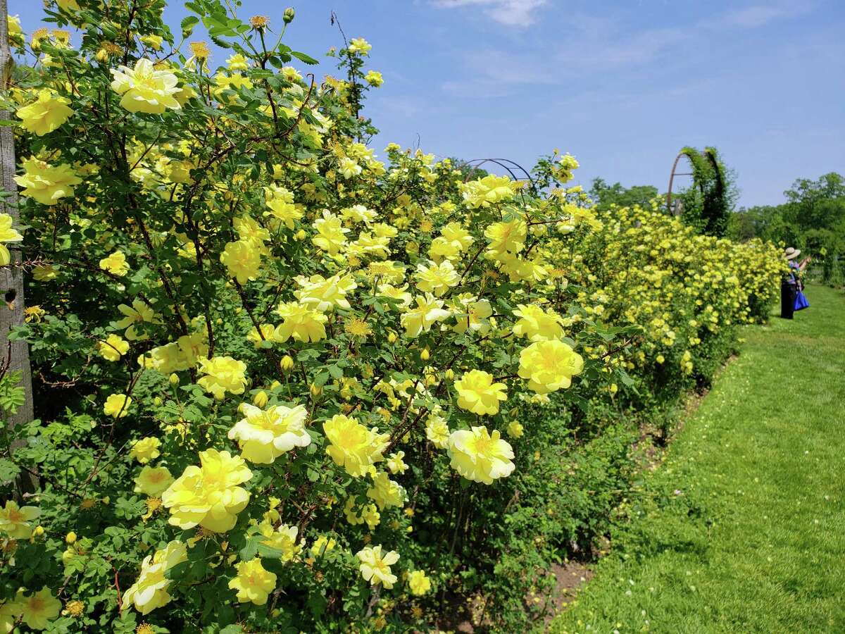 A solid hedge of yellow roses at the entrance to the Elizabeth Park Rose Garden in Hartford.