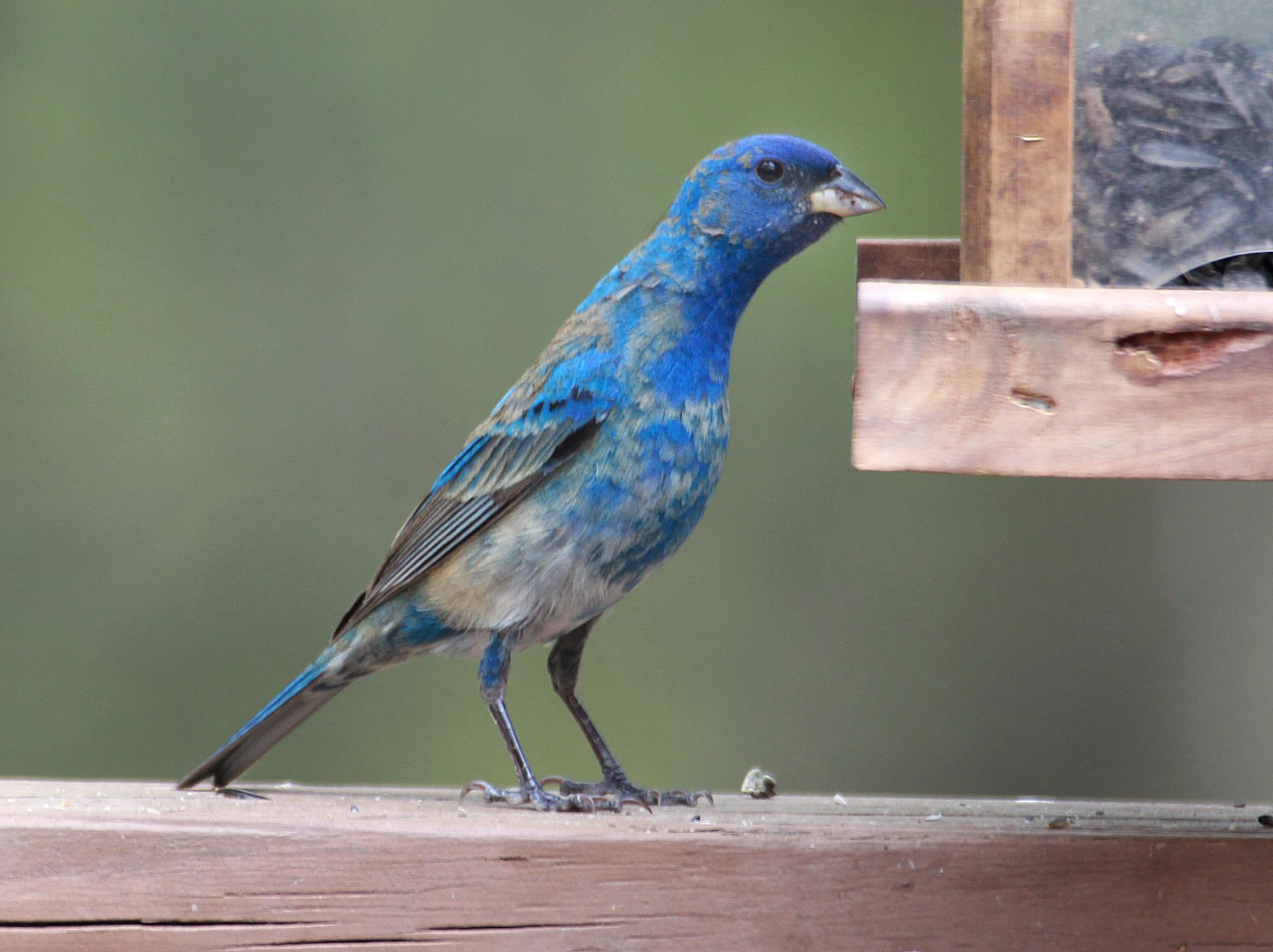 For the Birds Indigo bunting makes for a colorful birding first