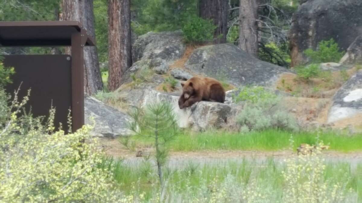 Watch: Electric doormats spook bears away from South Lake ...