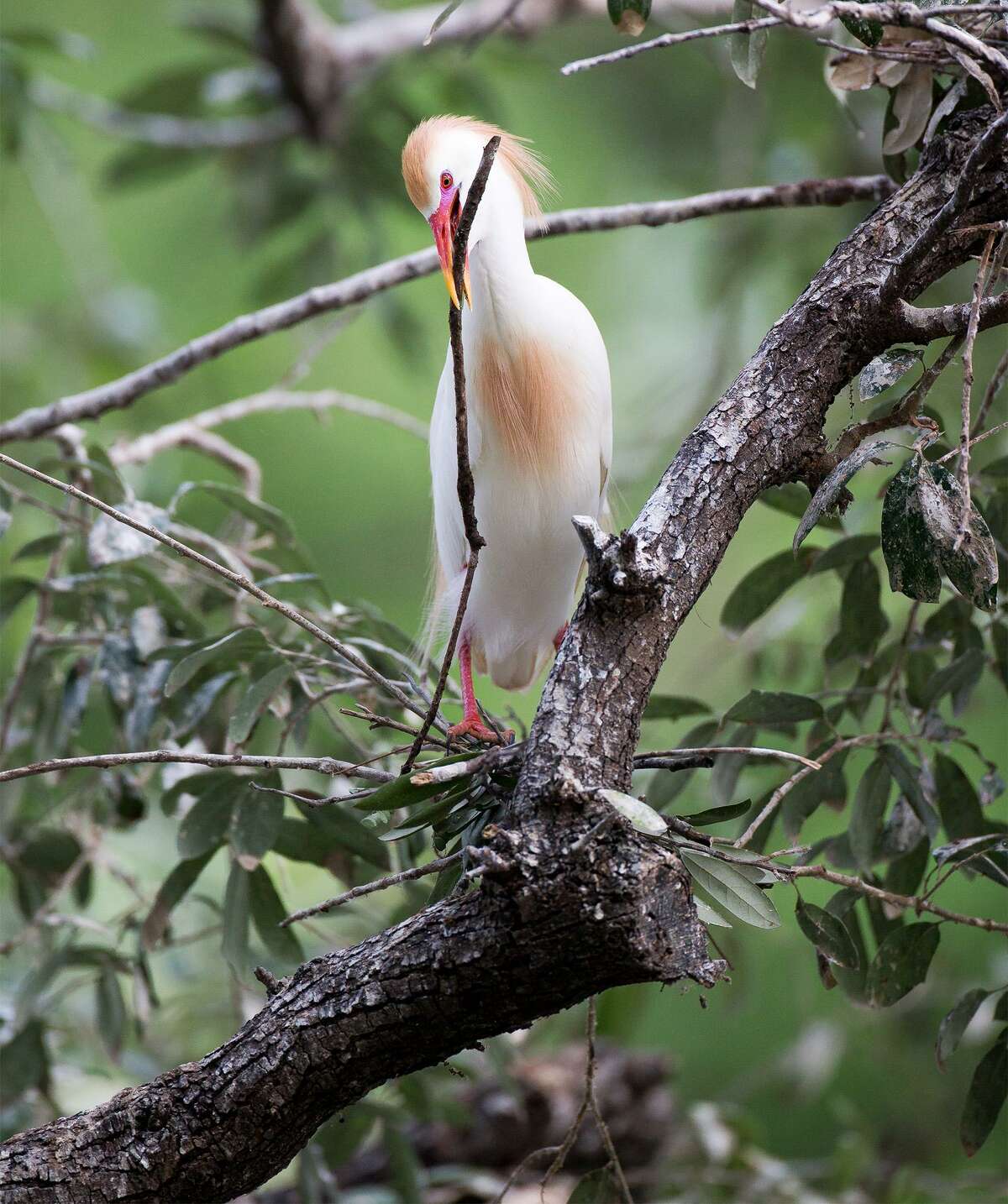 A cattle egret adds a branch to its nest in Brackenridge Park.