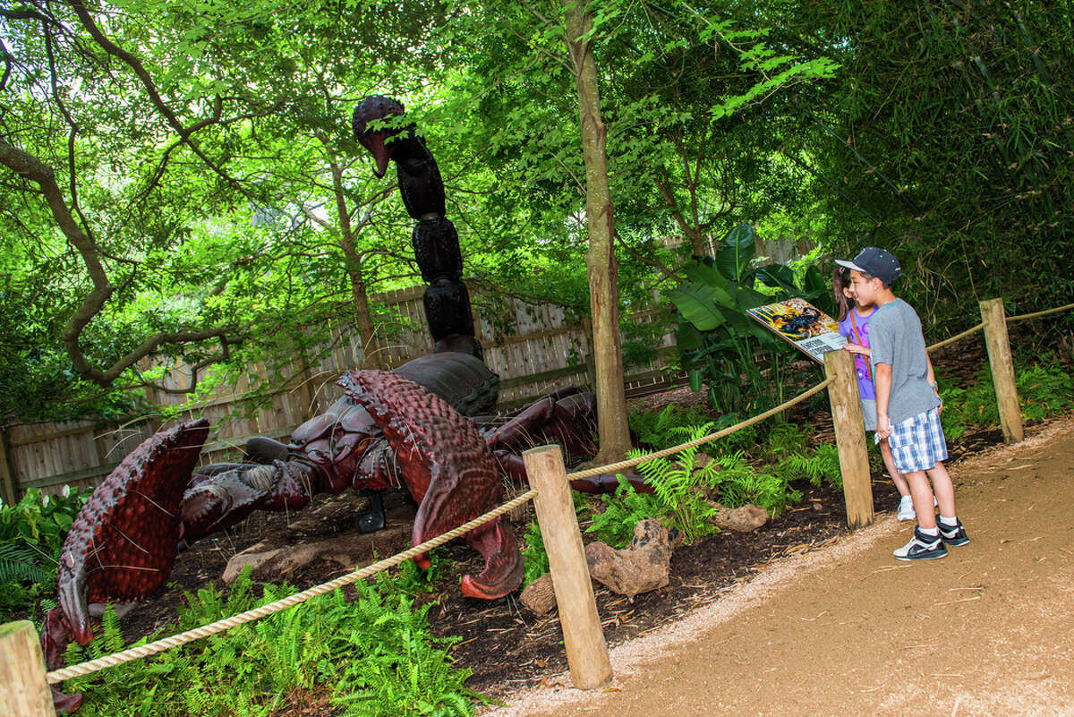 Big bugs come back to the Houston Zoo