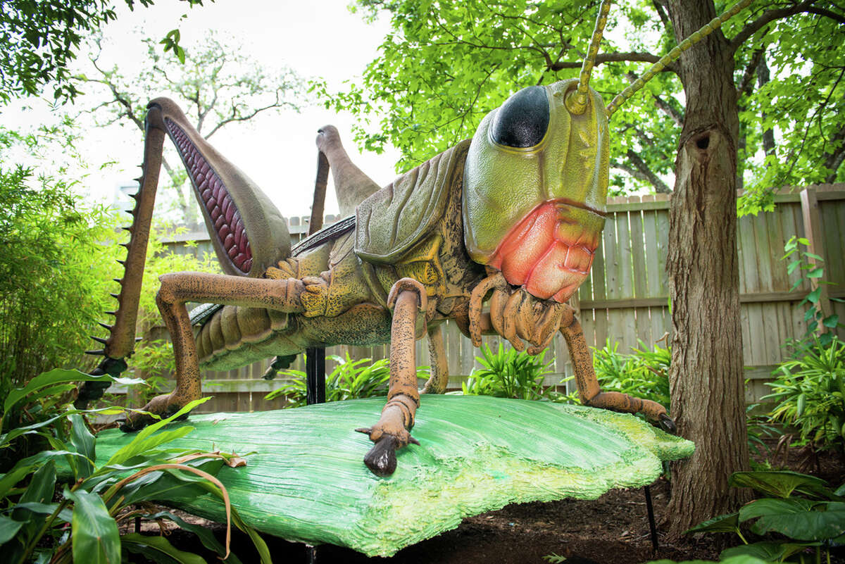 Big bugs come back to the Houston Zoo