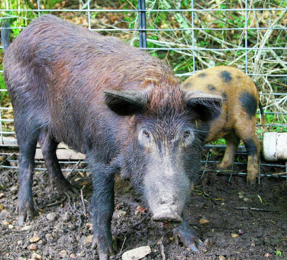 Feral hogsHow they got here: European settlers, imported by ranchers, then escaped.Why they're bad: They breed quickly, destroy wildlife habitat and agriculture and destabilized wetlands and other waterways. What you can do: Trap them and eat them. But controlling the population is tough.