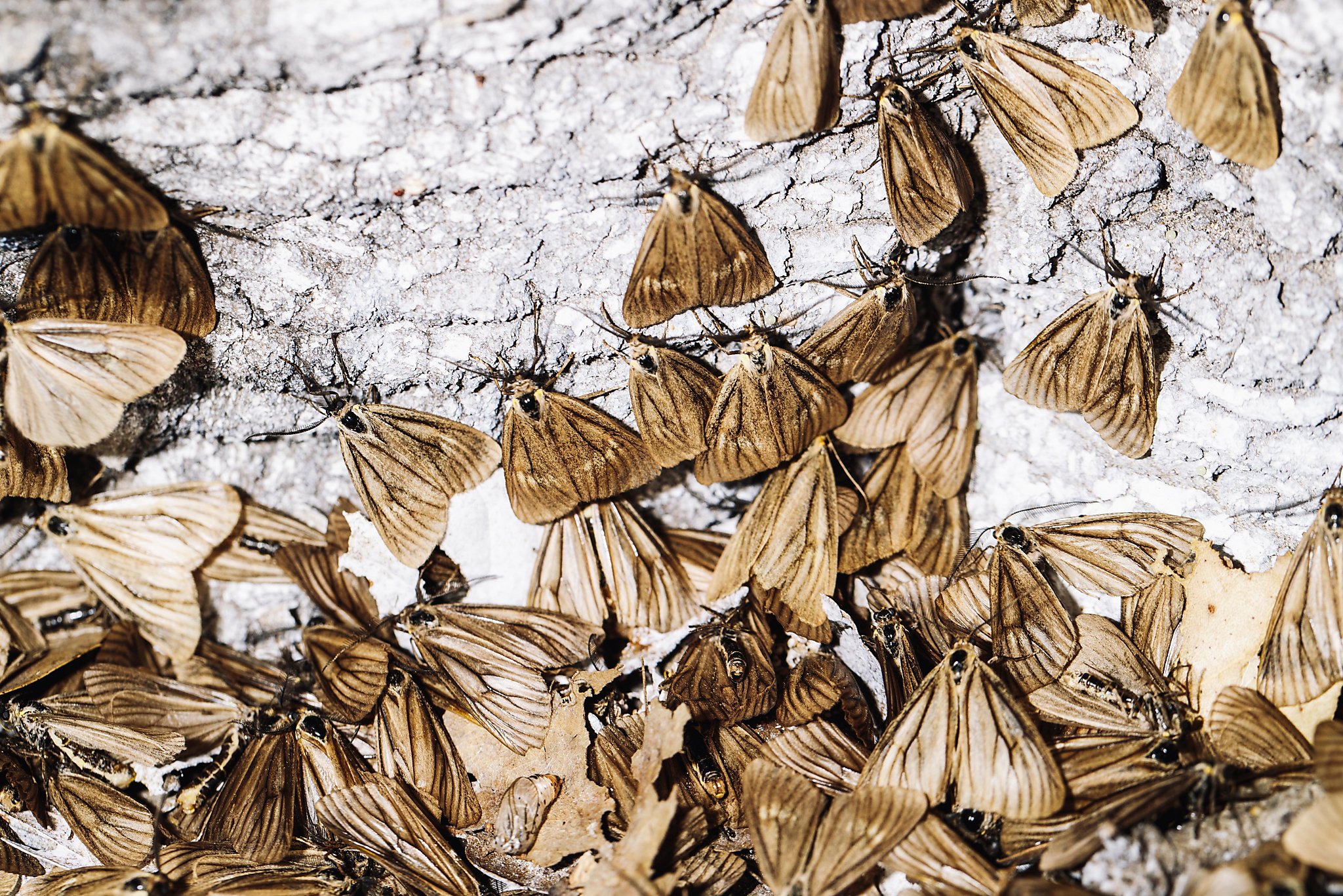 Experts reassuring as thousands of oak moths swarm Oakland park trees