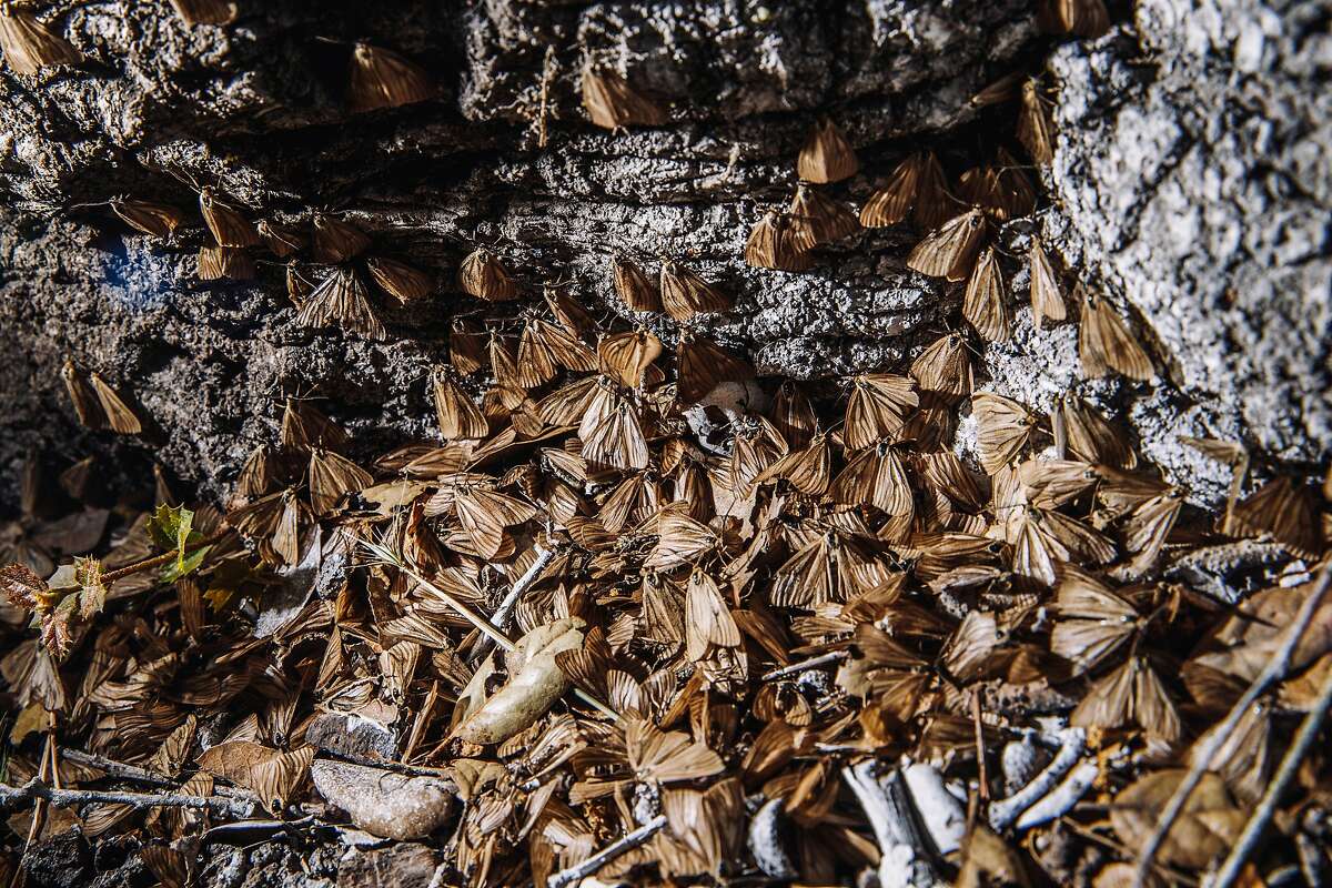 Experts reassuring as thousands of oak moths swarm Oakland park trees