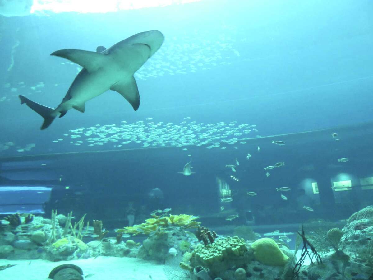A tunnel on the back side of the H-E-B Caribbean Sea Exhibit at the Texas State Aquarium gives visitors a view of the underbelly of sharks that swim overhead.