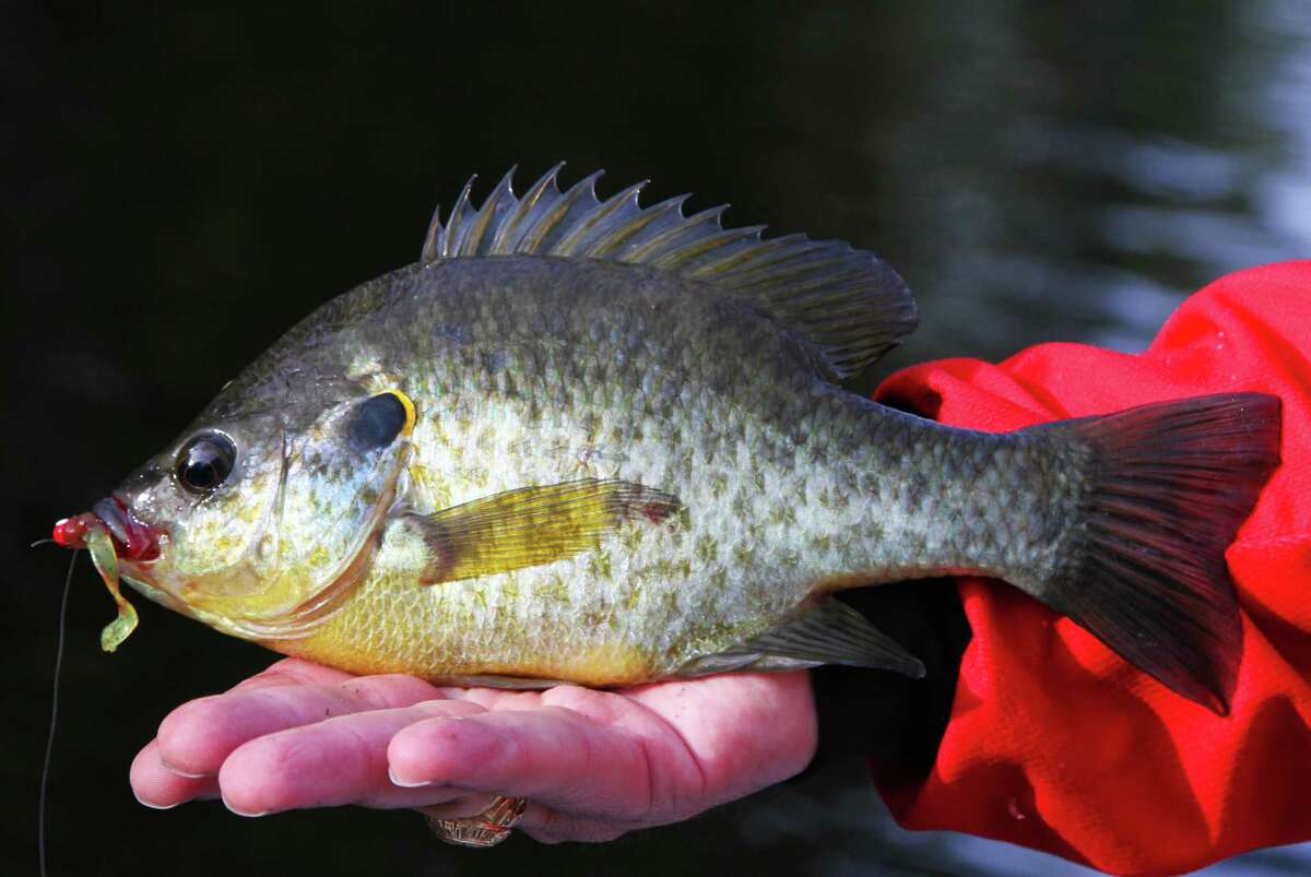June spawn signals peak in Texas sunfish action
