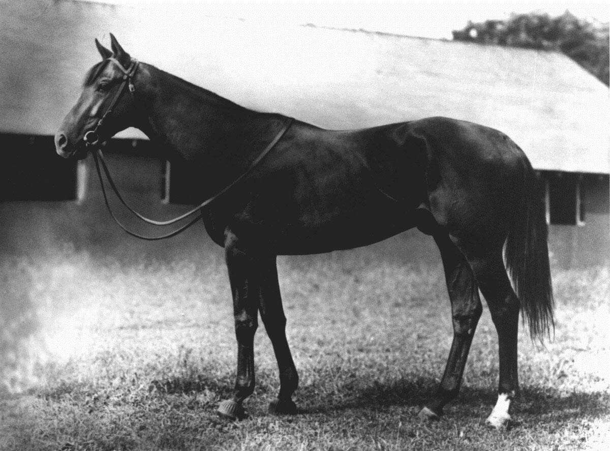 Assault, a three-year-old owned by the King Ranch and trained by Max Hirsch, won the triple-crown in 1946.