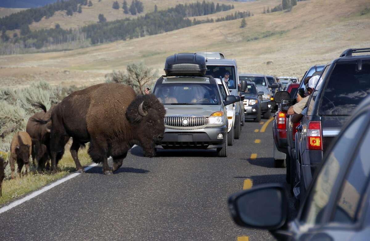 Man has the terrible idea to taunt a bison in Yellowstone National Park