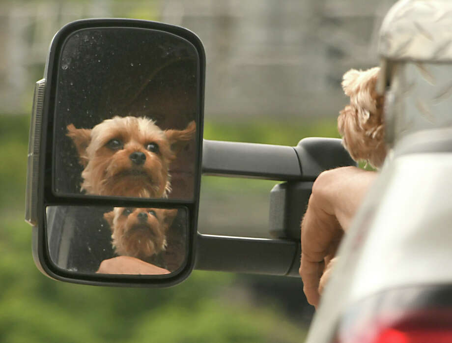 A dog is seen in the side view mirror of a truck on Rt. 146 on a beautiful day Thursday, June 8, 2018 in Clifton Park, N.Y. (Lori Van Buren/Times Union) Photo: Lori Van Buren
