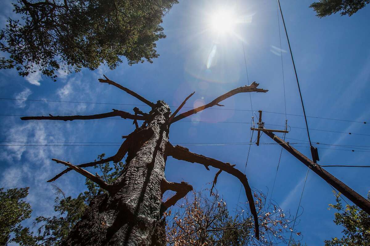 A burned out tree stands near one of many replaced PG&E power poles along Mount Veeder Rd., Saturday 09 June 2018 in Napa, CA. (Peter DaSilva Special to the Chronicle)