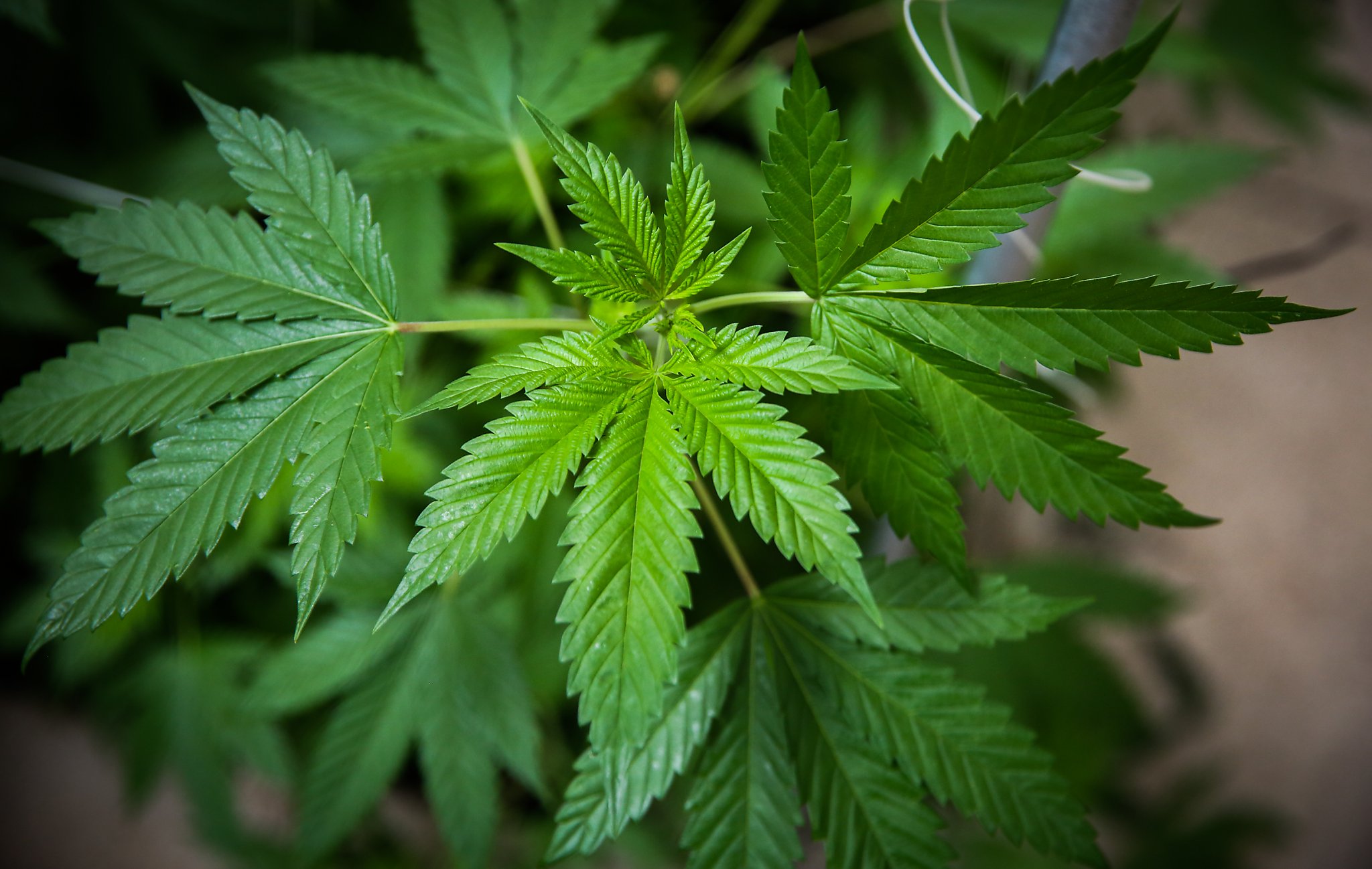 Illegal pot invades California's deserts, bringing violence, fear and ecological destruction - Vimarsana News