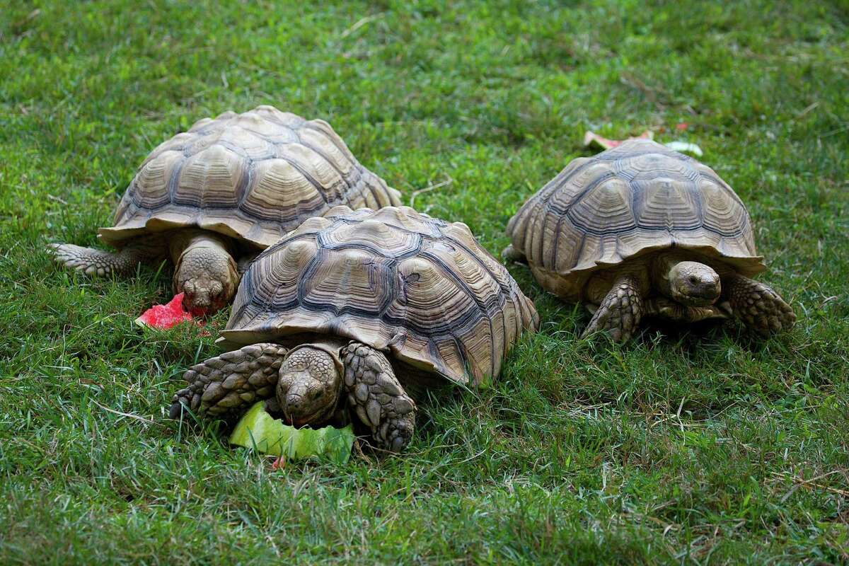 Tortoises a slow, steady addition to Beardsley zoo