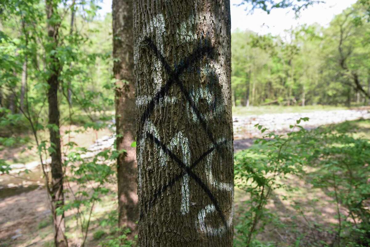 A tree stands defaced by a tag from the violent MS-13 gang that has been crossed out in Riverdale, Md., on May 4, 2018. The forested area lies just outside William Wirt Middle School where the gang problem has been increasing.