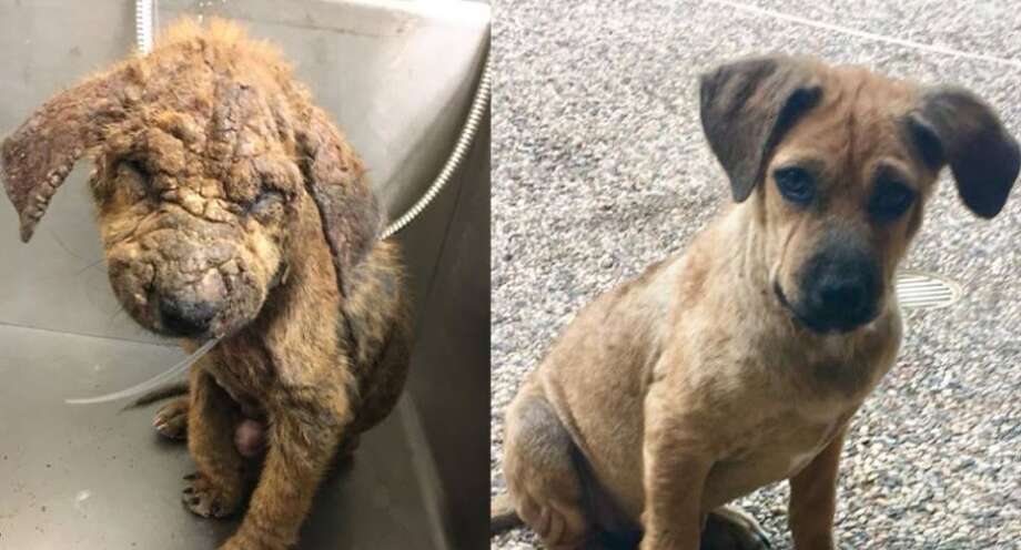 Pictures Of Dogs With Mange
