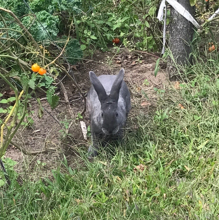Schenectady farm says rabbit stolen — again