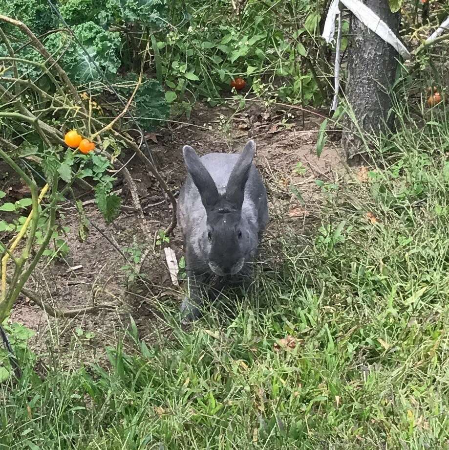 The Vale Urban Farm in Schenectady seeks the public?s help after two of its rare American Blue rabbits went missing. (Photo provided)