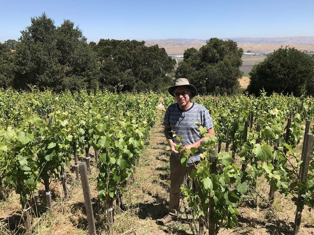Randall Grahm stands among Pinot Noir vines at Popelouchum, his experimental vineyard in San Juan Bautista.