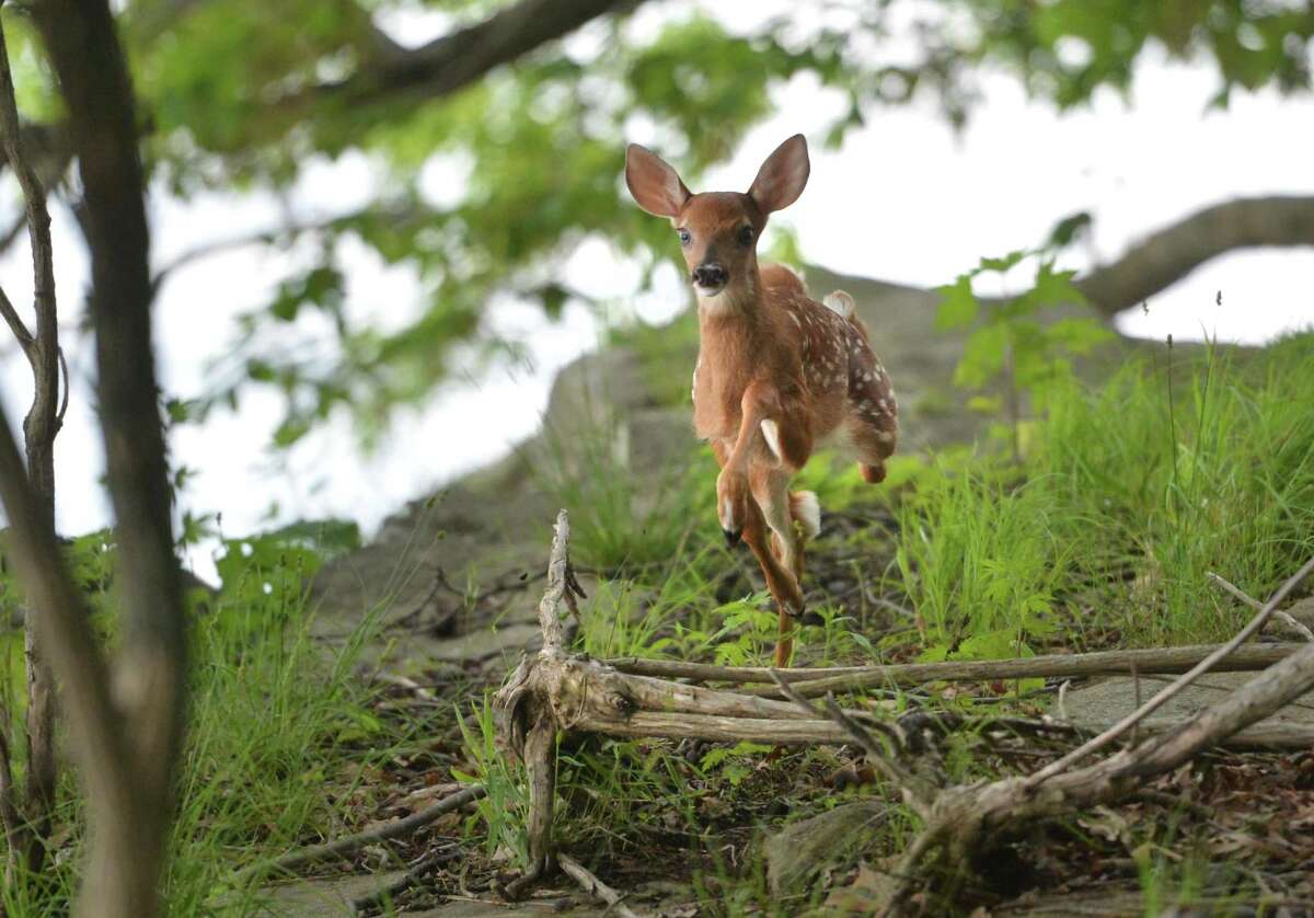 A white tailed fawn jumps through the underbrush on Hoyt Island between Wilson Point and Village Creek. The Norwalk Land Trust will receive 100,000 dollar state grant to clean up contamination on Hoyt Island and preserve the 3-acre tract as a sanctuary for migrating birds and other wildlife.