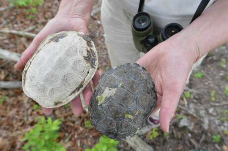 Turtle shells are found on Hoyt Island between Wilson Point and Village Creek on Wednesday in Norwalk. Animals who live on the island include diamondback terrapin turtles, raccoons, possums and whitetail deer. Photo: Alex Von Kleydorff / Hearst Connecticut Media / Norwalk Hour