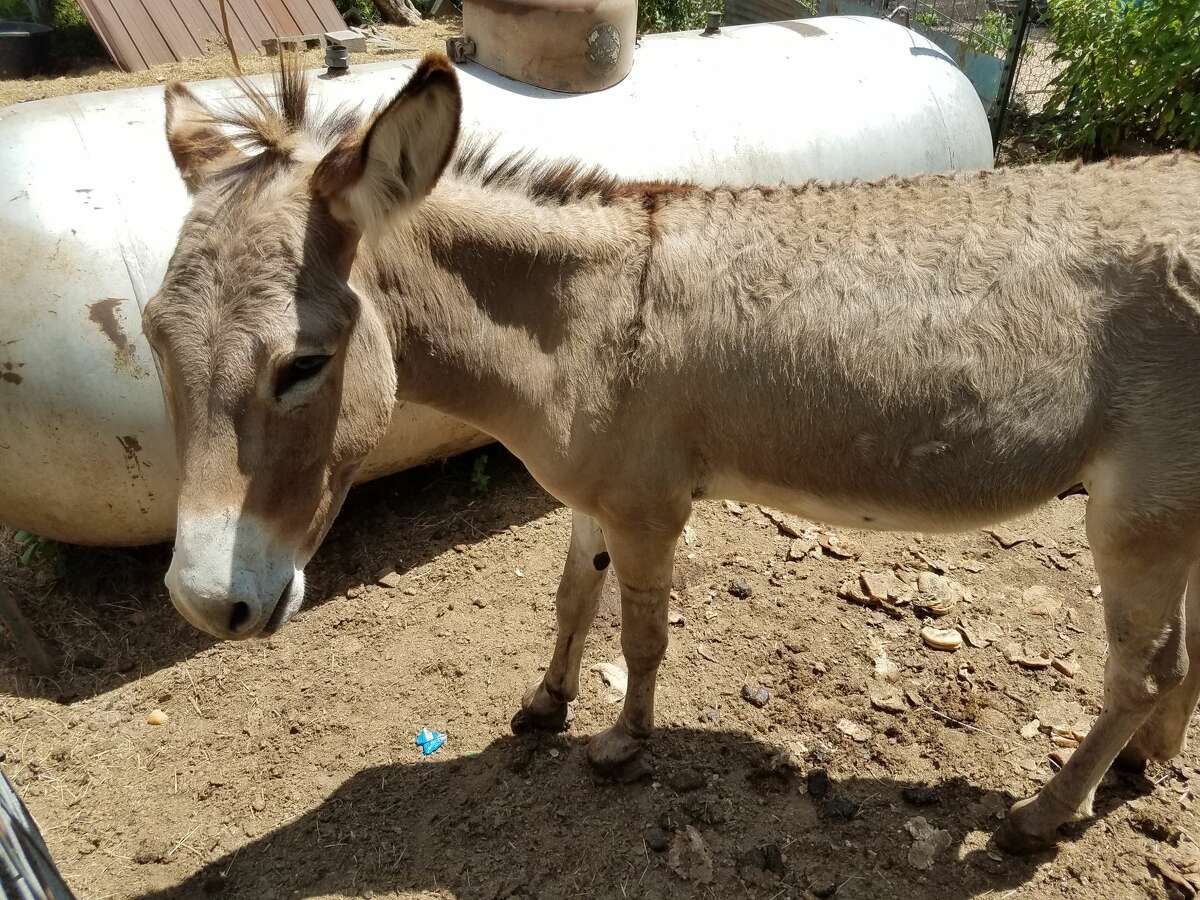 The SPCA worked with the Harris County Constable Precinct 1 office to rescue 32 donkeys and horses, 34 rabbits, four cats and three dogs on June 13, 2018 from the property off Grant Road, west of SH 249 and south of the Grand Parkway.