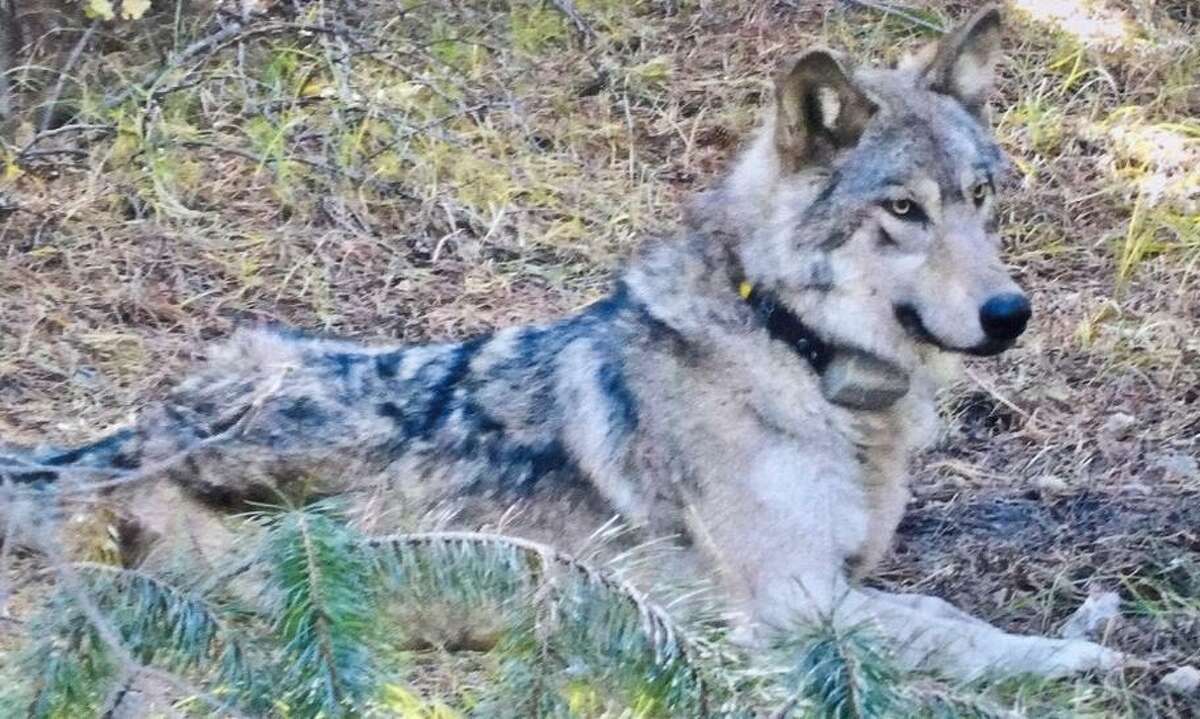 Collared gray wolf in California ventured toward Lake Tahoe’s resorts