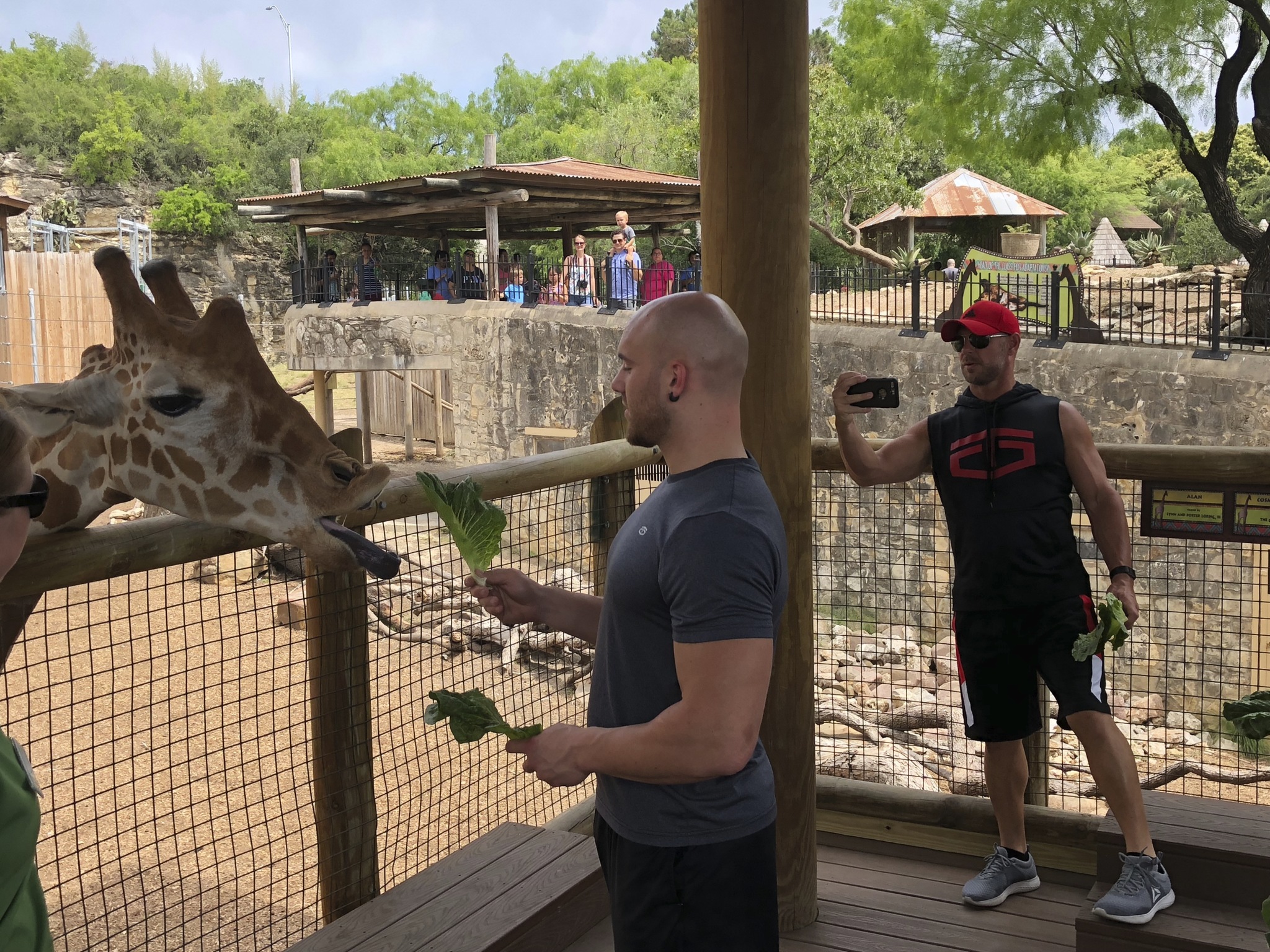 Video: Professional wrestlers played tug of war with a lion at San Antonio  zoo