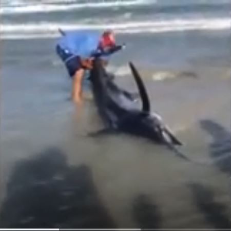 Video: Massive blue marlin thrashes on Port Aransas beach as good ...