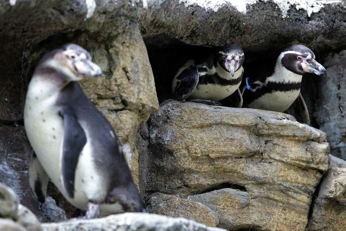 Woodland Park Zoo's geriatric penguin, one of the oldest in North