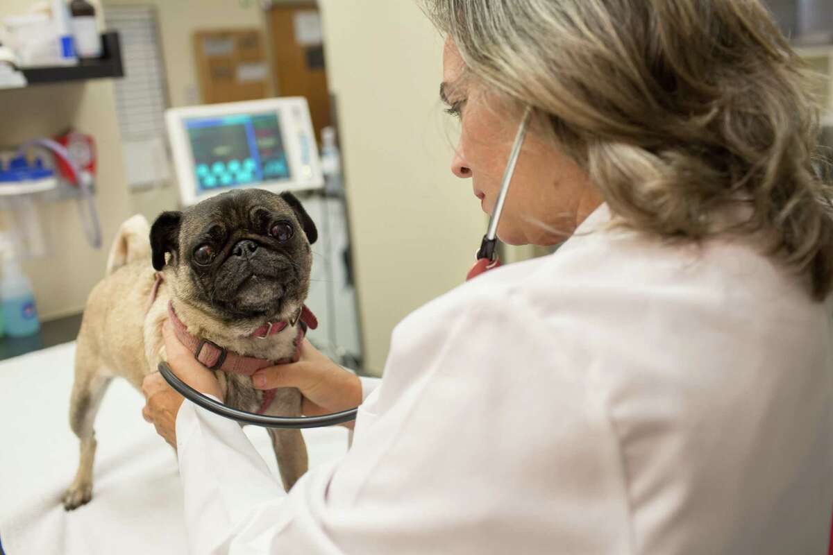 Dr. ELisa Mazzaferro, staff criticalist at Cornell University Veterinary Specialists in Stamford, examines a pug. Mazzaferro advised pet parents keep an eye on their dogs’ health and behavior as cases of canine dog flu have recently cropped up in New York City and the virus could make its way to Stamford.