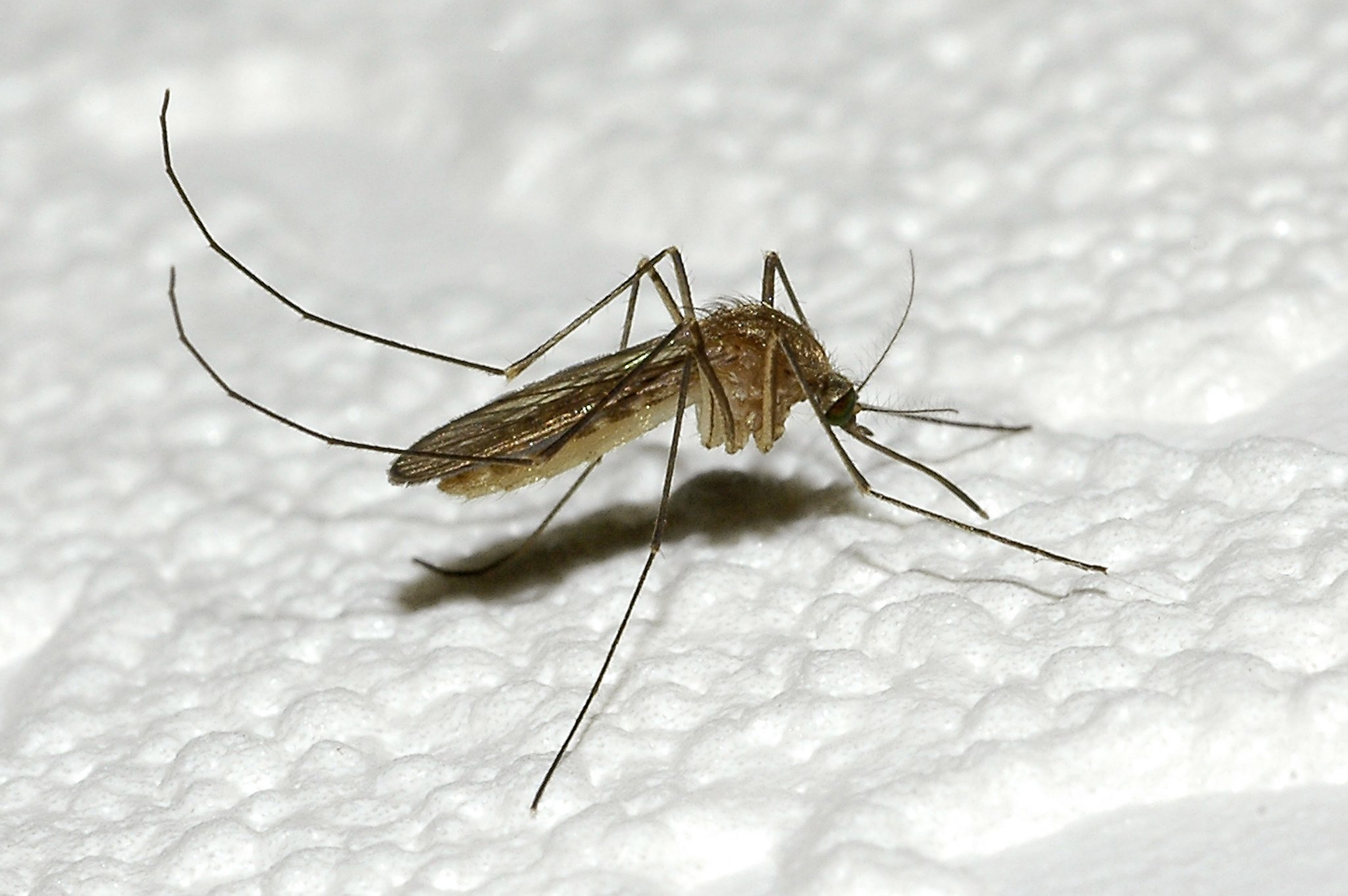 Маленькая картинка комаров
