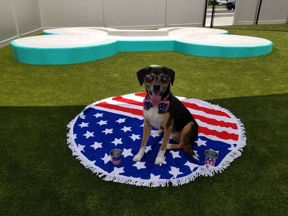 Luxury pet hotel opening in San Antonio at the end of the month San