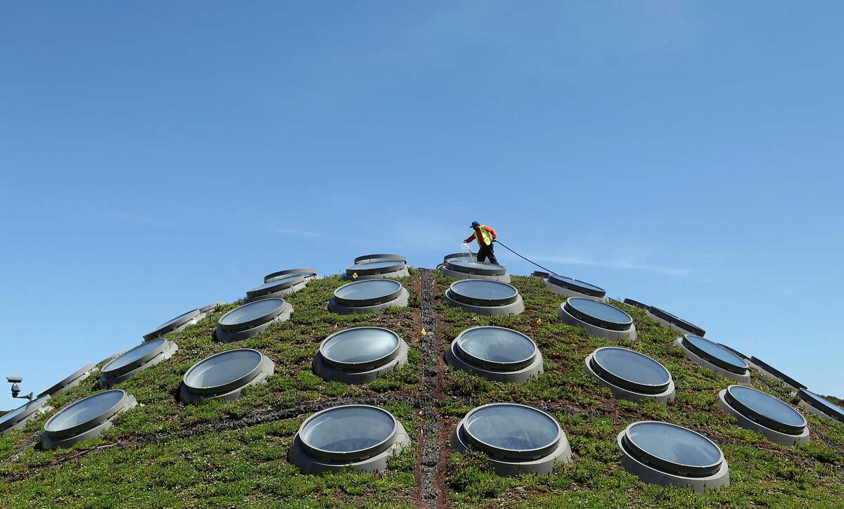 Contractor Guadencio Sanchez waters the Living Roof at the California Academy of Sciences in San Francisco's Golden Gate Park. The academy's green rooftop keeps the building's interior an average of 10 degrees cooler than a standard roof would. The plants also transform carbon dioxide into oxygen, capture rainwater, and reduce energy needs for heating and cooling.