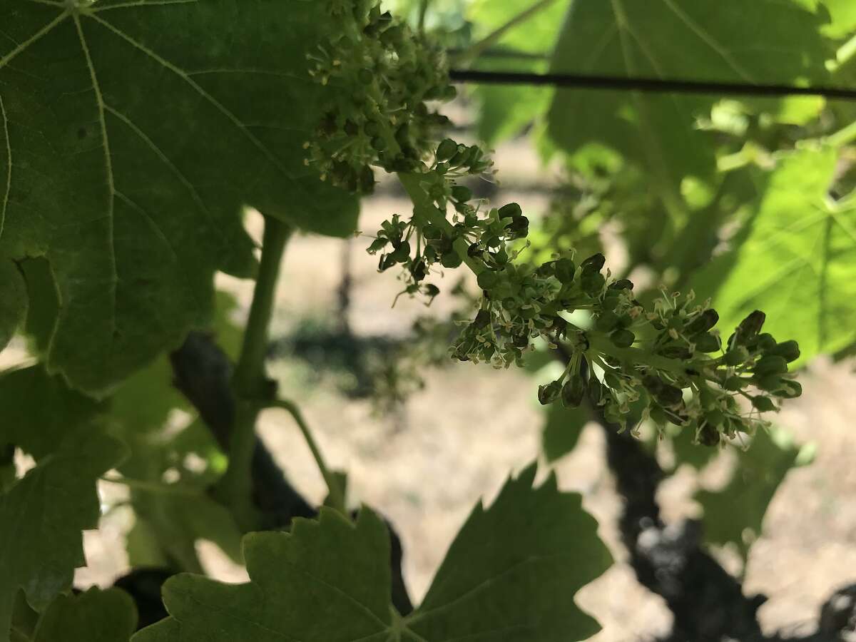 Grapes are partway through the flowering stage at Bien Nacido Vineyard in Santa Maria.