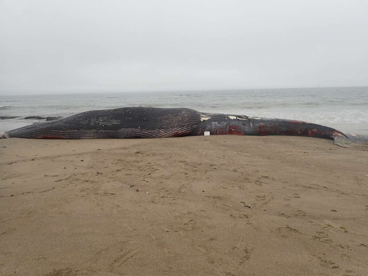 Scientists confirmed Tuesday that the 62-foot juvenile female blue whale that washed ashore in Point Reyes died due to blunt force trauma from injuries consistent with a vessel collision.